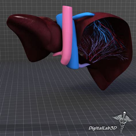 Liver Anatomy 3d Model Max Obj 3ds Fbx C4d Lwo Lw Lws