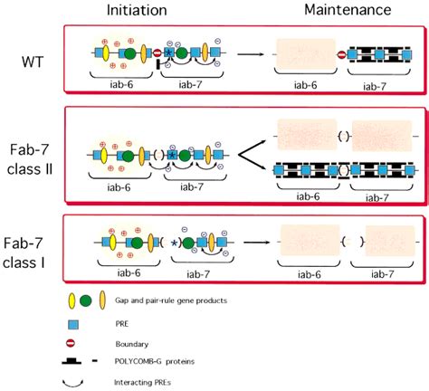 Schematic Representation Of The Function Of The Fab 7 Domain Boundary