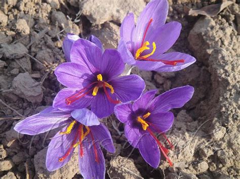 Crocus sativus - Saffron Flower