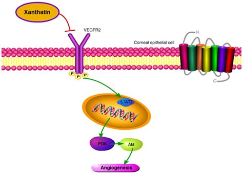 Xanthatin Inhibits Corneal Neovascularization By Inhibiting The Vegfr2