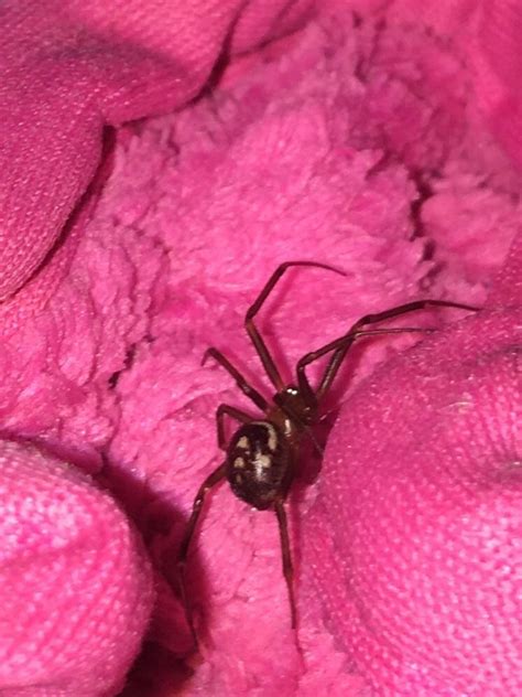 [boise Idaho] Spider With 3 4 Dots And A Line On Its Back R