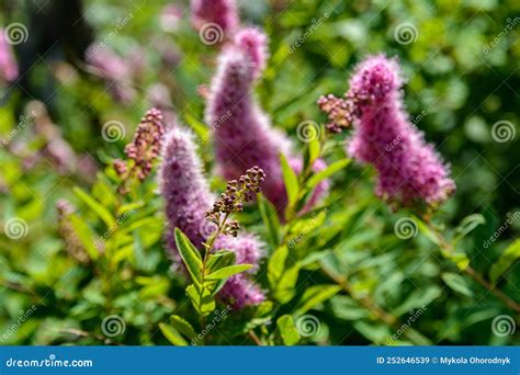 Spiraea Douglasii Flower Blooming Known As Hardhack Steeplebush And