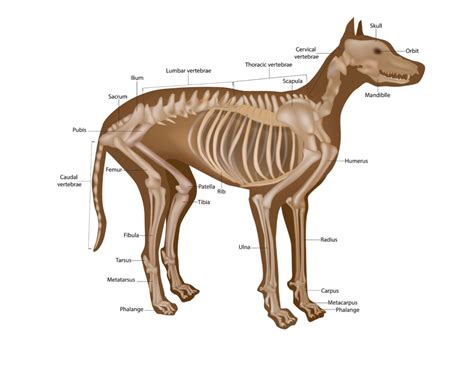 Making Sense of Dog Leg Anatomy – RocketDog