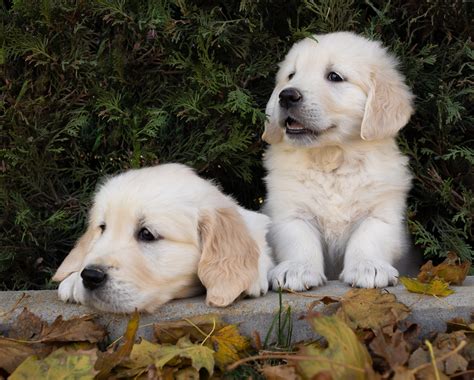 Cachorros Golden Retriever Centro Canino Valmajano