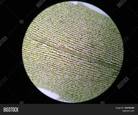 Aquatic Plant Cell Image And Photo Free Trial Bigstock