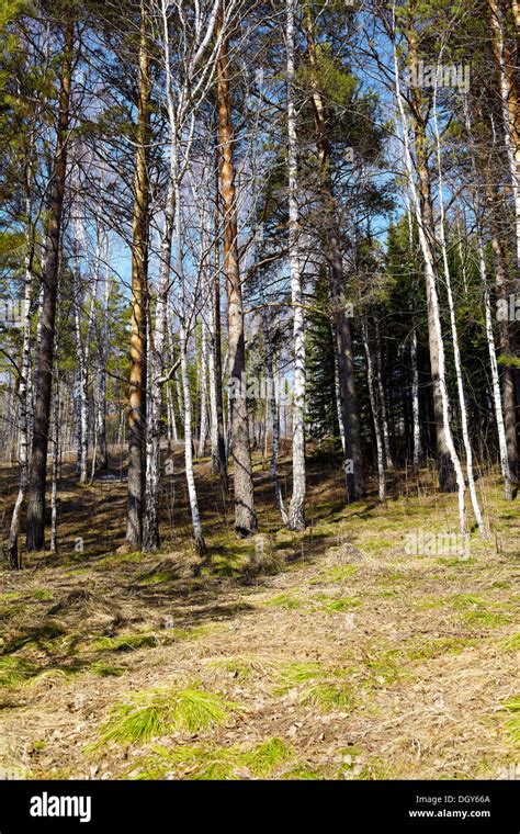 Siberian Forest Pine Conifer At Spring Time Stock Photo Alamy