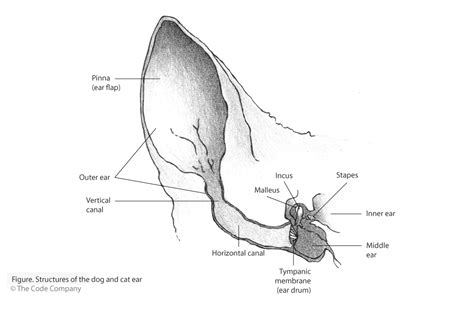 Cat Ear Canal Anatomy