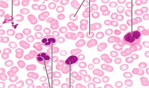 HEMATOLOGY HISTOLOGY Diagram Quizlet