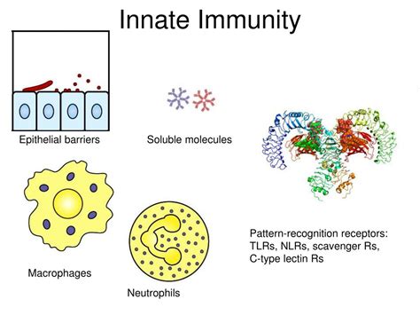 Ppt Innate Immunity Powerpoint Presentation Free Download Id 3731243