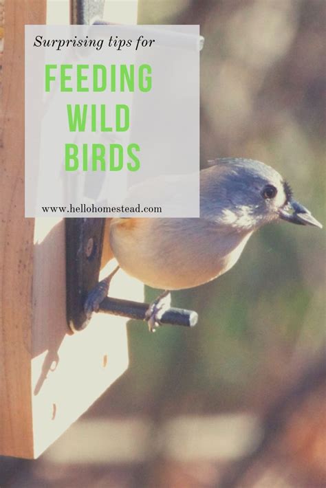 These tips for feeding wild birds may surprise you | Wild birds, Great ...