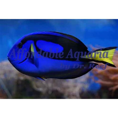 Blue Hippo Tang | Affordable Aquaria