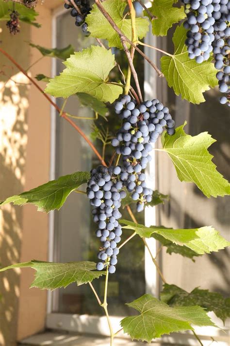 Uve Secche Mature Che Crescono Su Rami Di Vigna Nei Pressi Di Un