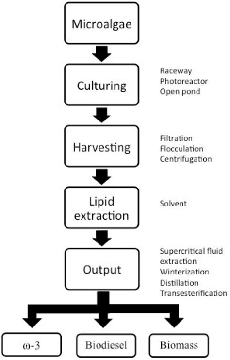 Examples of a bioprocess production chain in a microalgal biorefinery.... | Download Scientific ...