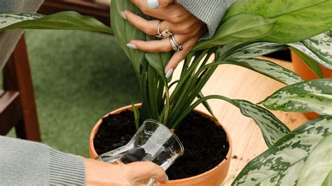 Cómo Saber Si Estás Regando En Exceso Tus Plantas