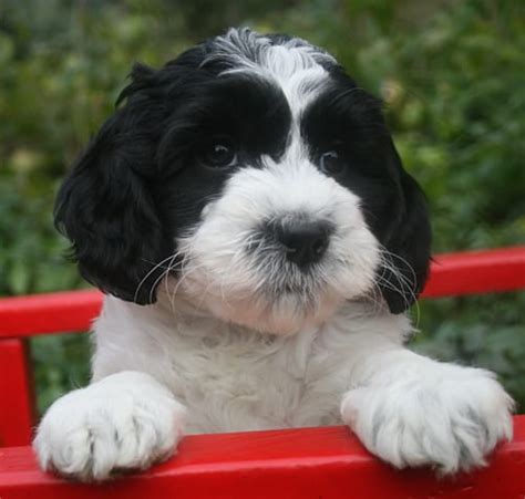 Black And White Parti Female Labradoodle Puppy Pacific Rim Labradoodles