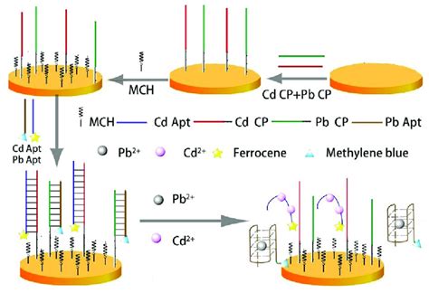 Schematic Diagram Of Electrochemical Aptamer Sensor For Cd 2 A Printed