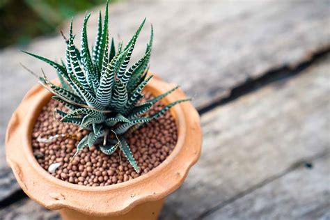 How To Grow And Care For Zebra Haworthia Gardeners Path