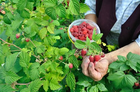 Plantator Malin Bez Pomocy Rz Du Uprawa Malin W Polsce Nie Ma Przysz O Ci