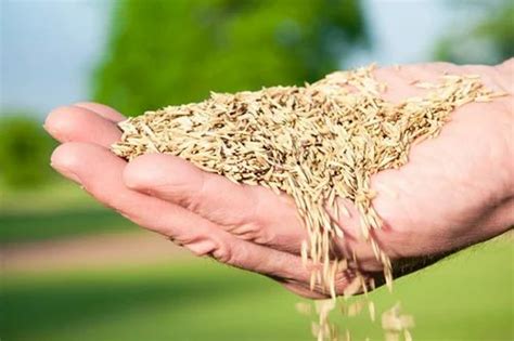 Natural Lawn Grass Seed, For Agriculture at best price in Gurugram | ID ...