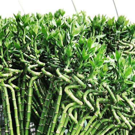 Lucky Bamboo Dracaena Sanderiana Nature Nursery Central India S Biggest Nursery In Indore