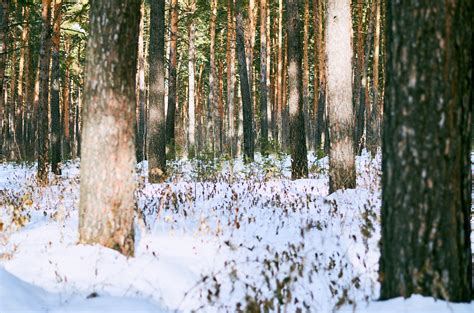 Nature photography | Landscape: Calm forest — Steemit