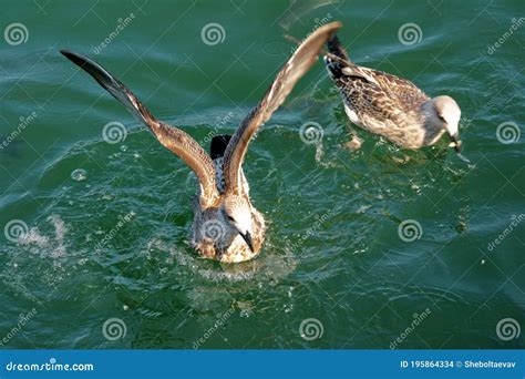 Two Seagulls on the Surface of the Sea. Turquoise Water Seethes from a ...