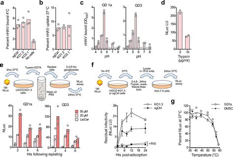 Gangliosides Are Essential Endosomal Receptors For Quasi Enveloped And