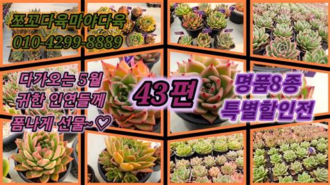 쪼꼬다육 43편 명품8종 특별할인전 succulent 다육식물 多肉植物 YouTube