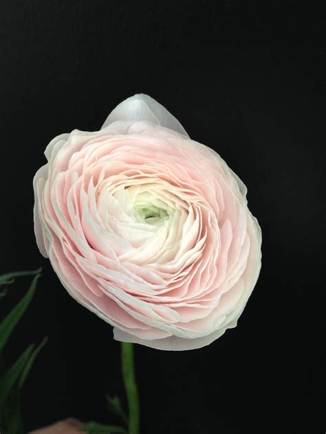 Blush Ranunculus Boquette Flowers British Flowers Flower Guide