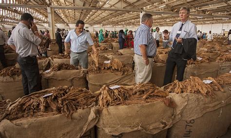 Malawi S Forests Going Up In Smoke With Tobacco Industry Africa