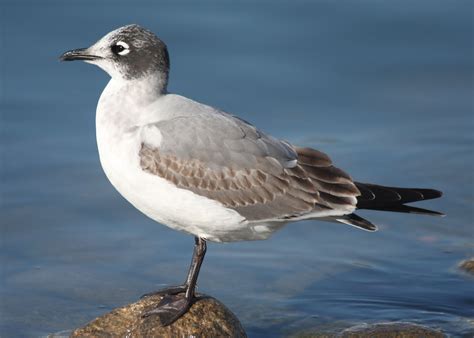 Franklin's Gull, Larus pipixcan