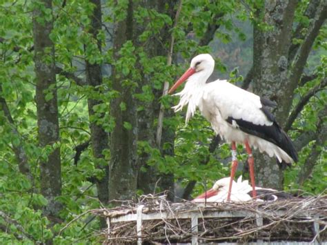 White Stork Of Alsace Emblem Of Alsace Near Extinction To Success