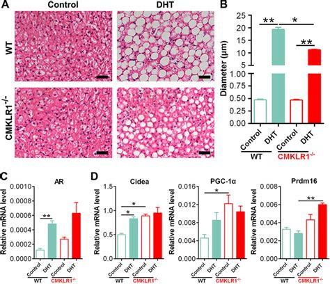 Adipocyte Morphology And Gene Expression Pattern In The Brown Adipose