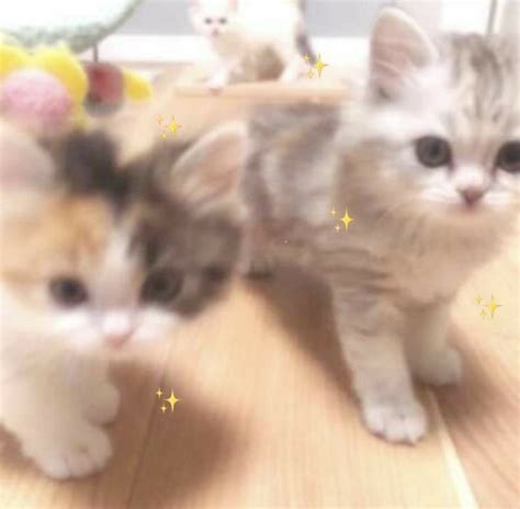 Two Small Kittens Standing Next To Each Other On A Wooden Floor In