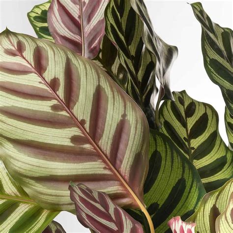 Калатея И Их Названия Фото – Telegraph