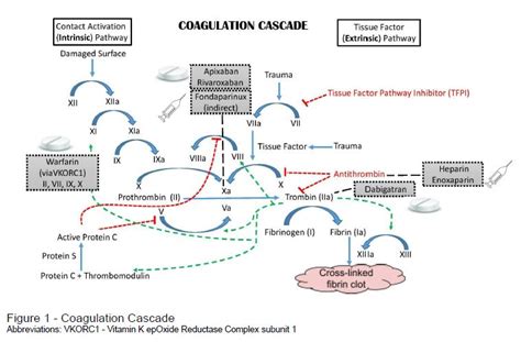 Coagulation Cascade And Anticoagulants