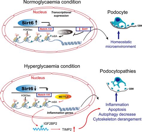 Histone modifications and DNA methylation in podocytopathies. Under ... 