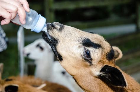 Feeding Baby Goat Stock Photo Image Of Young Feed Furry 36579218