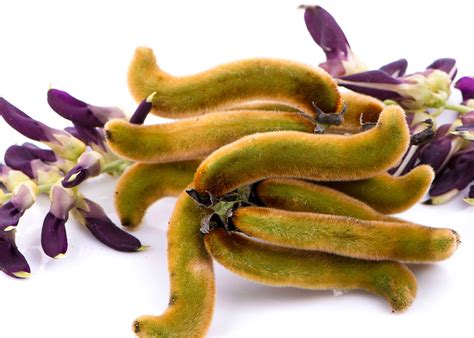 Mucuna pruriens: Worauf muss man beim Kauf eines Mucuna Produktes ...