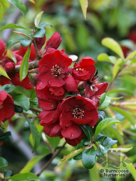 Chaenomeles X Superba Nicoline From Burncoose Nurseries