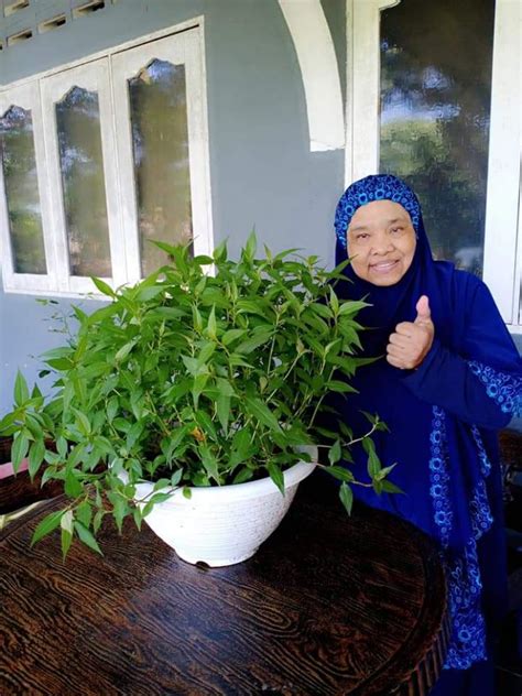 Petua Tanam Pokok Kesum Dalam Air Siap Jadi Lanskap Halaman Rumah