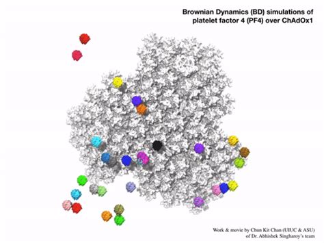 Simulation of PF4 and vaccine [IMAGE] | EurekAlert! Science News Releases