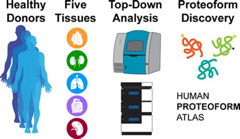 Mapping The Proteoform Landscape Of Five Human Tissues Journal Of