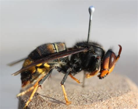 Aziatische Hoornaar Ssp Nigrithorax Vespa Velutina Nigrithorax