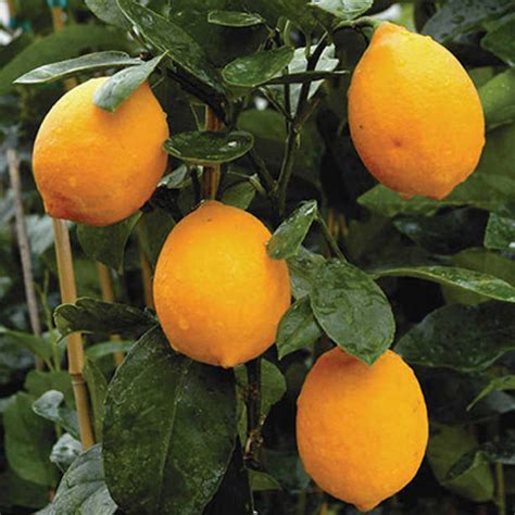 Improved Meyer Lemon Hybrid Lemon Trees R H Shumway S Company