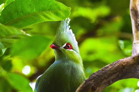 Tapety Ptaki Zwierząt Natura fotografia gałąź Zielony dzikiej