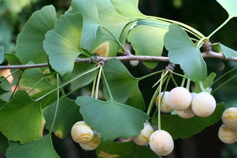 Ginkgo Biloba - A Powerful Natural Tree Leaf Extract