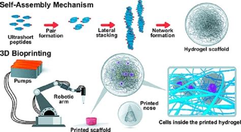 Video Automated D Bioprinting Process Uses Peptide Based Hydrogels