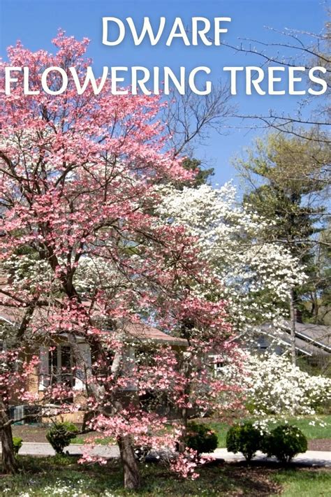 8 Stunning Dwarf Flowering Trees For Small Gardens