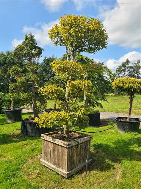 Carpinus Betulus Bonsai Caragh Nurseries